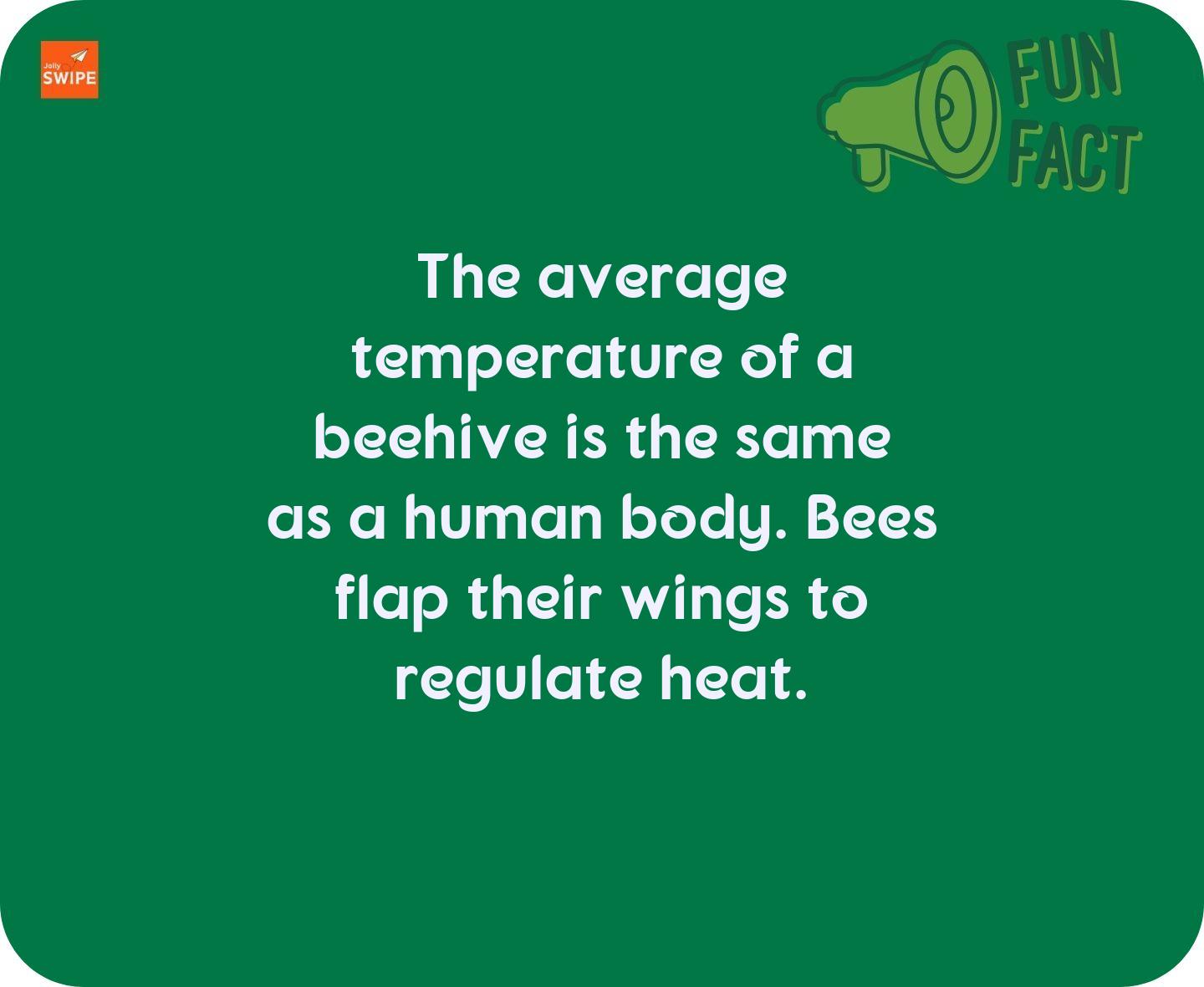 null - fun-facts content on JollySwipe