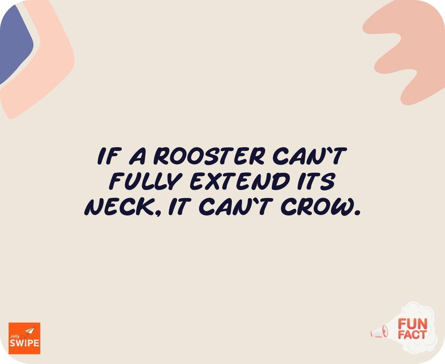 null - fun-facts content on JollySwipe