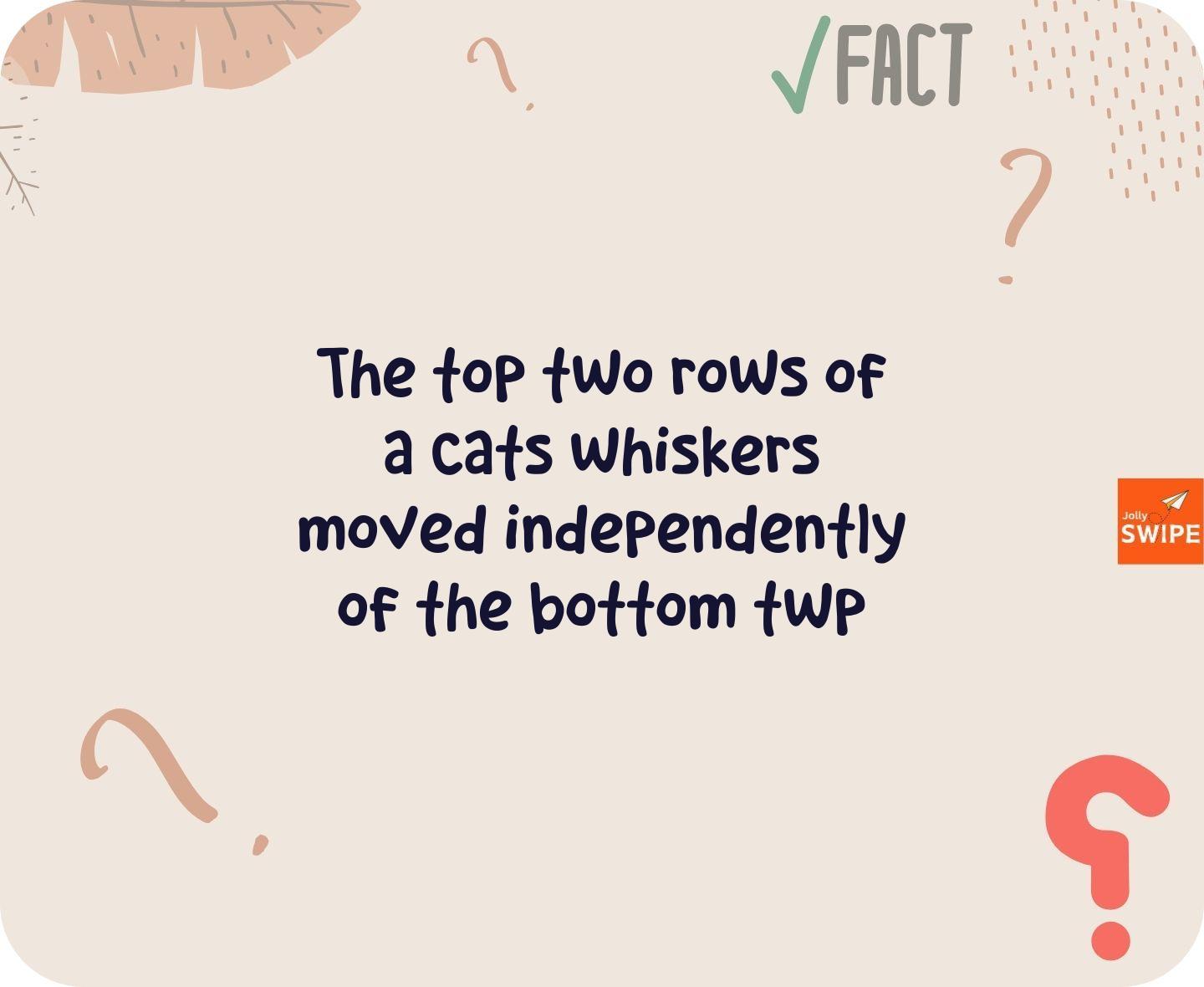 null - fun-facts content on JollySwipe